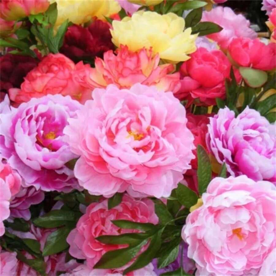 61 Mixed Chinese Peonies 4 Seasons - 61 Seeds - View 1