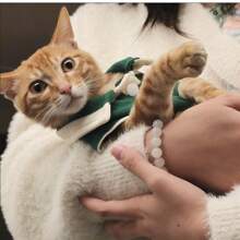 Mascotas, gatos, perros, ropa para perros, cachorros, ropa para perros chihuahua, artículos para gatos, camisas para perros, camisetas de perro a rayas, ropa para perros pequeños de manga larga adecuada para perros y gatos medianos y pequeños, bulldog francés, salchicha, Yorkshire Terrier, ropa para perros de moda y transpirable, polos a rayas clásicos, adecuados para verano y otoño