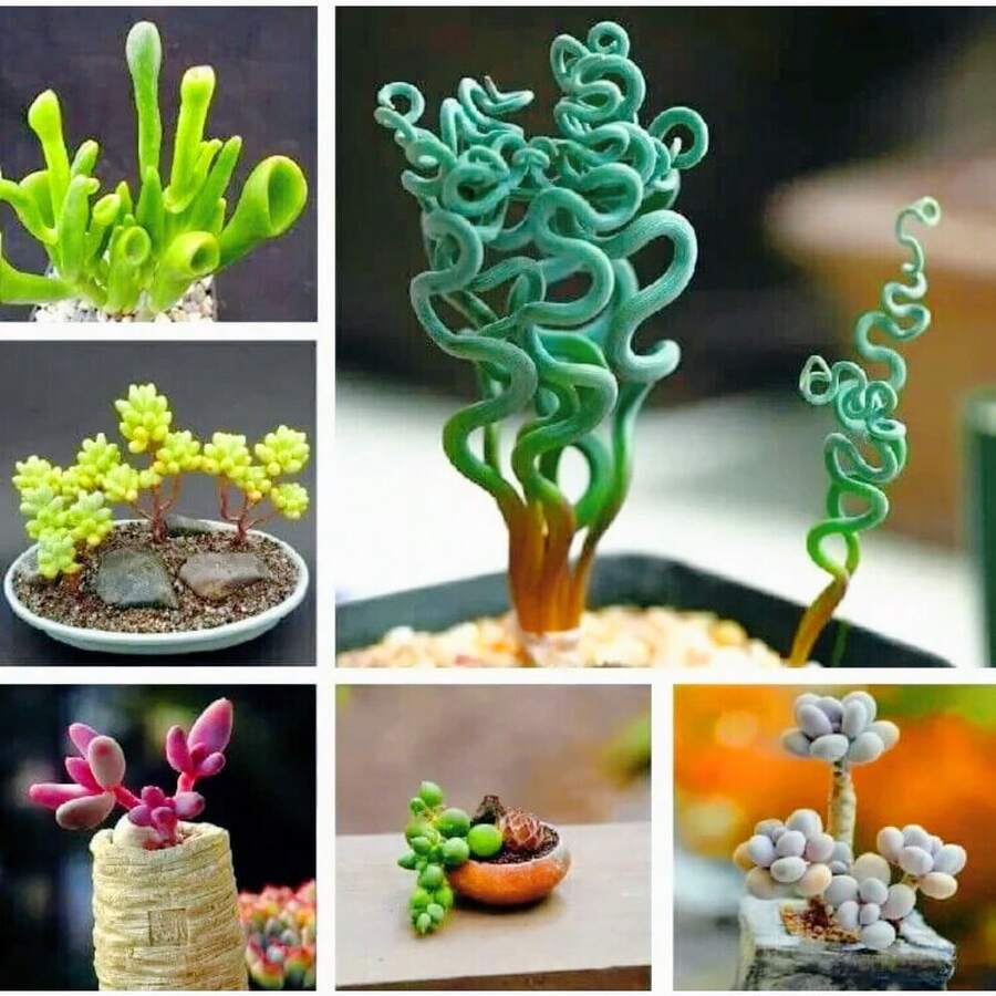 Mixed Rare Succulent Plant Seeds, 100pcs Pack - Variant1 - View 1