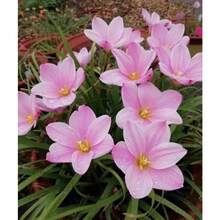 279 piezas de semillas de lirio de lluvia tipo B, bombilla TW91030-22, plantas en , semillas de vegetales, semillas de hosta, plantas de jardinería, semillas de flores para exteriores, semillas de flores para sembrar,  de jardinería, todas las plantas en  para exteriores, repelente de mosquitos, semillas de plantas de jardín para exteriores, semillas de flores perennes para plantar. - 279 - Ver 4