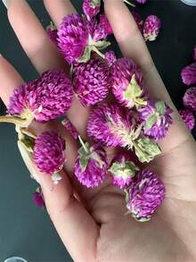 1瓶千日紫花头干燥花永生花可用于婚礼、家居、生日装饰、手工DIY贴花、绘画、创意制作、圣诞节、万圣节、情侣节日礼物