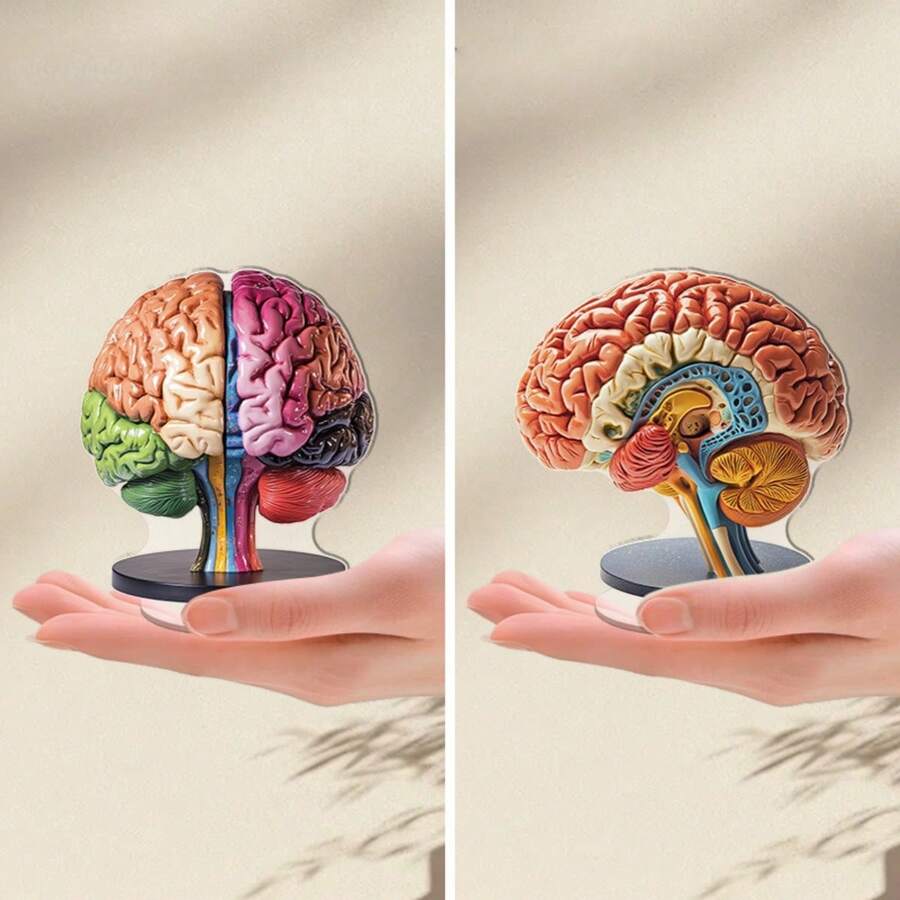 2 piezas Modelo anatómico del cerebro 2D plano de 0,3 cm de grosor con base giratoria de 360°. Decoración de escritorio de alta calidad en acrílico con regiones del cerebro codificadas por color vibrante para exhibición educativa, oficina y decoración de aprendizaje. Uso en interiores y exteriores. - Multicolor - Ver 1