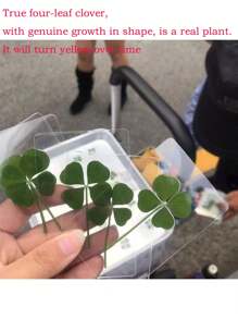Lucky Four-Leaf Clover Postcard - Natural Transparent Wishing Card, Ideal Choice For Bookmark And Decoration, Perfect Holiday Gift, Genuine Wild Four-Leaf Clover, Natural Dried Grass, Distinctive Four-Leaf Clover Shapes