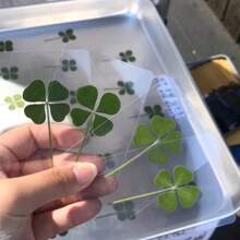 Lucky Four-Leaf Clover Postcard - Natural Transparent Wishing Card, Ideal Choice For Bookmark And Decoration, Perfect Holiday Gift, Genuine Wild Four-Leaf Clover, Natural Dried Grass, Distinctive Four-Leaf Clover Shapes