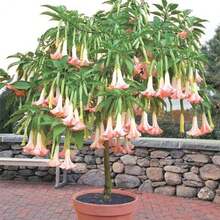 200 Ranunculaceae Seeds For Home Garden Planting - Potted Bonsai Trumpet Angel Flower Seeds - 200 - Xem 6