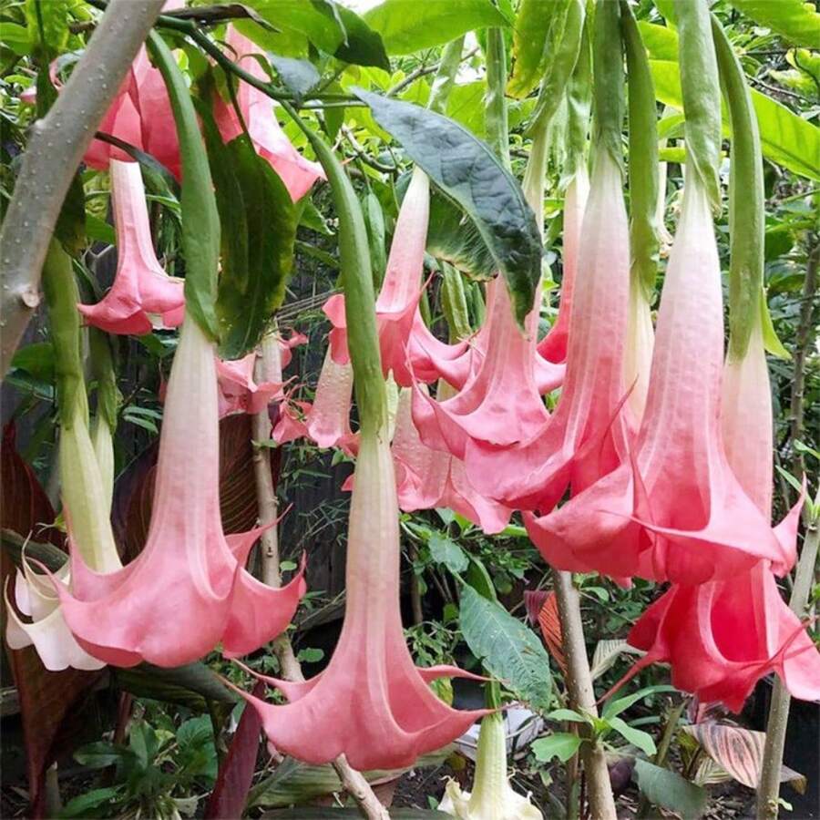 200 Ranunculaceae Seeds For Home Garden Planting - Potted Bonsai Trumpet Angel Flower Seeds - 200 - Xem 1