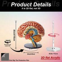 2 piezas Modelo anatómico del cerebro 2D plano de 0,3 cm de grosor con base giratoria de 360°. Decoración de escritorio de alta calidad en acrílico con regiones del cerebro codificadas por color vibrante para exhibición educativa, oficina y decoración de aprendizaje. Uso en interiores y exteriores. - Multicolor - Ver 8