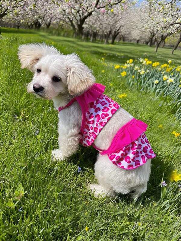 Vestido de una sola pieza con encaje y estampado para uso diario y fotografías al aire libre, complemento para mascotas