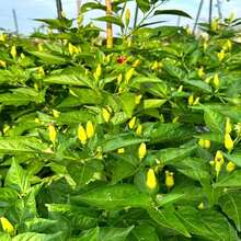 Hawaiian Kona Pepper Seeds