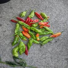 2024 Trinidad Pimento Pepper Seeds - 種子 - 查看 6