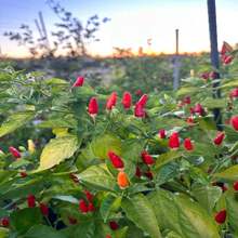 Hawaiian Kona Pepper Seeds