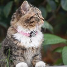 1 pieza Collar inteligente para gatos Catpro, anti-pérdida con campana y diseño reflectante, ajustable, con función de de apertura mecánica