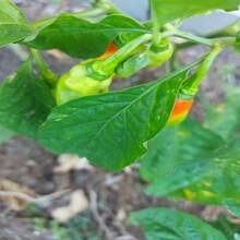 2024 Trinidad Pimento Pepper Seeds - 種子 - 查看 5