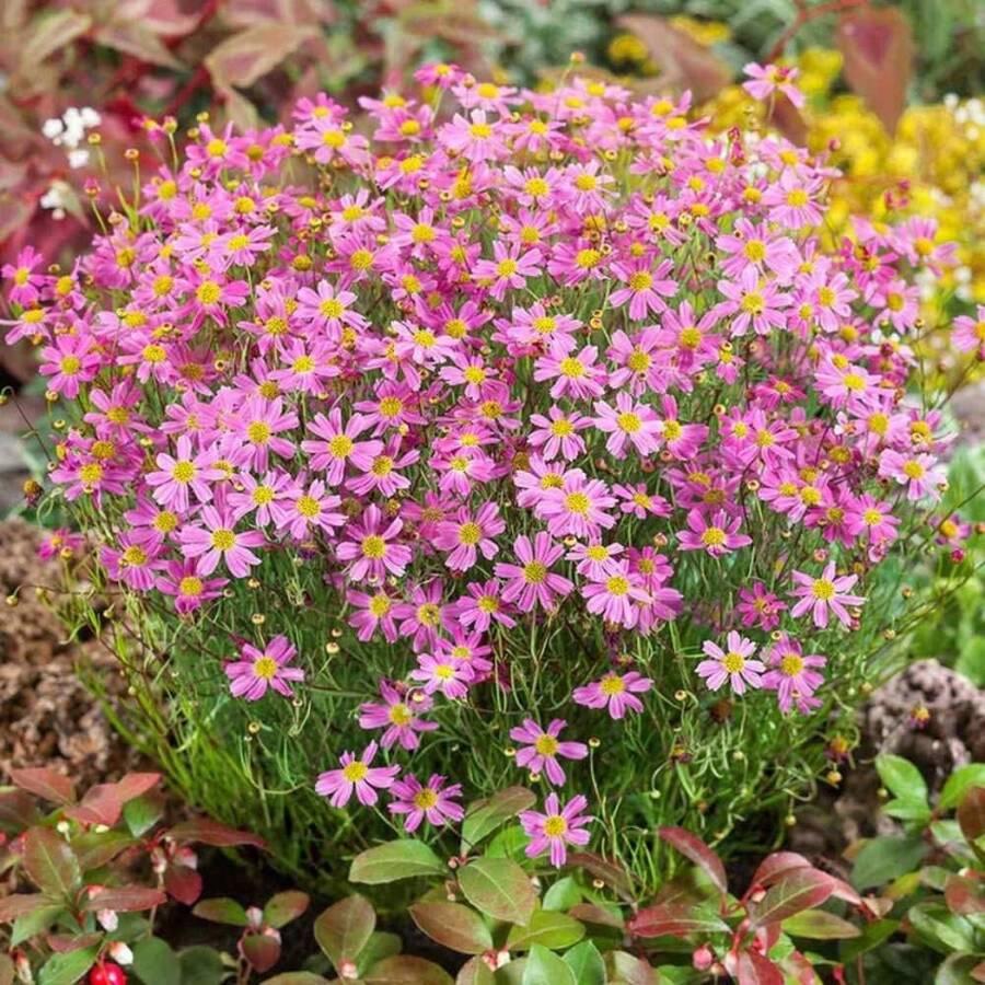 100pcs Perennial Dream Pink Yellow Chrysanthemum For Planting Seedlings - 100pcs - View 1