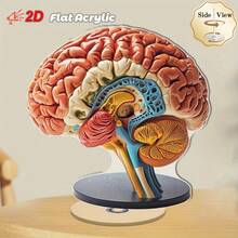 2 piezas Modelo anatómico del cerebro 2D plano de 0,3 cm de grosor con base giratoria de 360°. Decoración de escritorio de alta calidad en acrílico con regiones del cerebro codificadas por color vibrante para exhibición educativa, oficina y decoración de aprendizaje. Uso en interiores y exteriores. - Multicolor - Ver 10