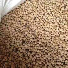 61 Mixed Chinese Peonies 4 Seasons - 61 Seeds - View 4