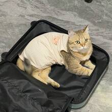 1 件宠物可爱卡通熊无袖背心，轻便透气，适合吉娃娃、贵宾犬、约克夏犬、缅因猫、布娃娃等小型犬，适合在空调房间使用，春夏季