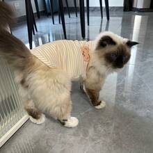 1 件宠物可爱卡通熊无袖背心，轻便透气，适合吉娃娃、贵宾犬、约克夏犬、缅因猫、布娃娃等小型犬，适合在空调房间使用，春夏季