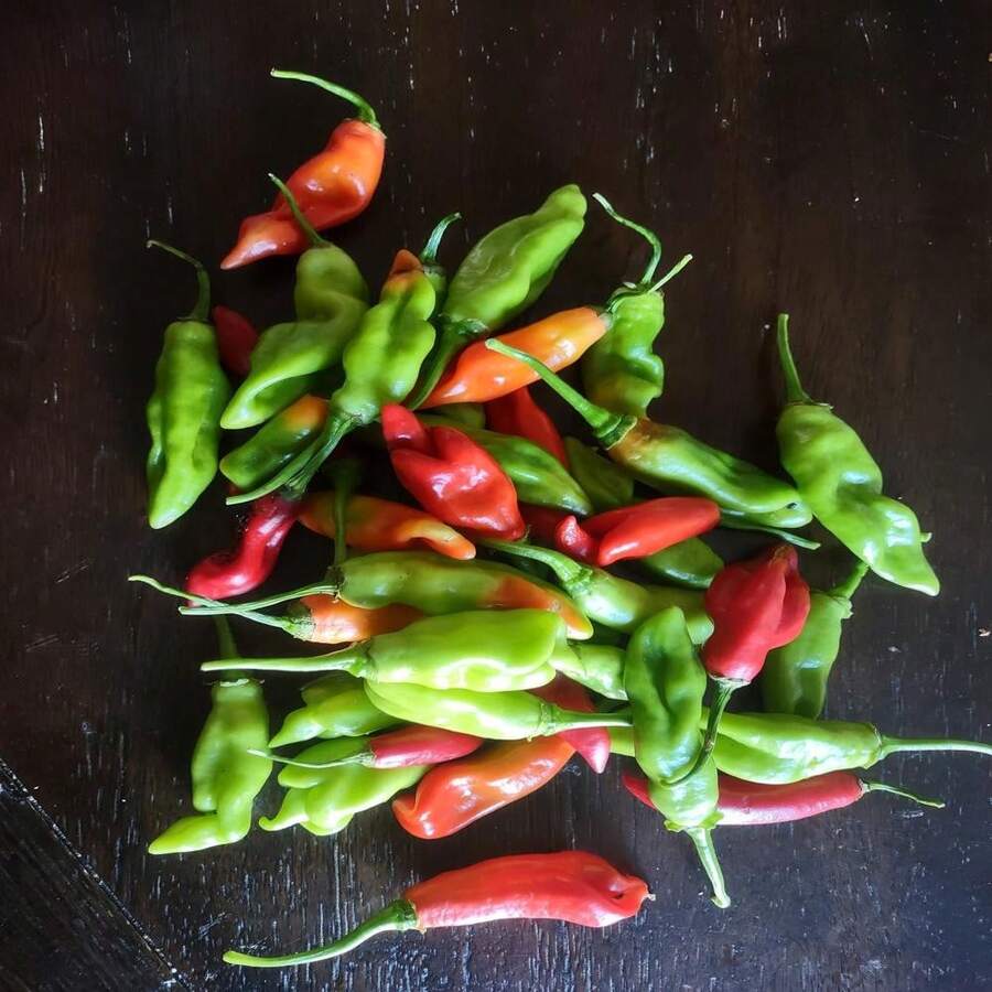 2024 Trinidad Pimento Pepper Seeds - 種子 - 查看 1