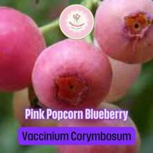 Regalo de semillas 500 piezas 3 plantas de arándano rosa palomero - Vaccinium corymbosum, pluggs de inicio vivos, fruta rosa única para contenedores de jardín o patio - Variante 1 - Ver 7