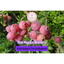 Regalo de semillas 500 piezas 3 plantas de arándano rosa palomero - Vaccinium corymbosum, pluggs de inicio vivos, fruta rosa única para contenedores de jardín o patio - Variante 1 - Ver 2