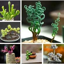 Mixed Rare Succulent Plant Seeds, 100pcs Pack - Variant1 - View 7