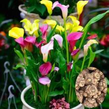 150 piezas de bulbos de lirio de cala coloridos importados, plantas en maceta, flores de interior que florecen en las cuatro estaciones, plantas de flores fáciles de cultivar, plantas perennes