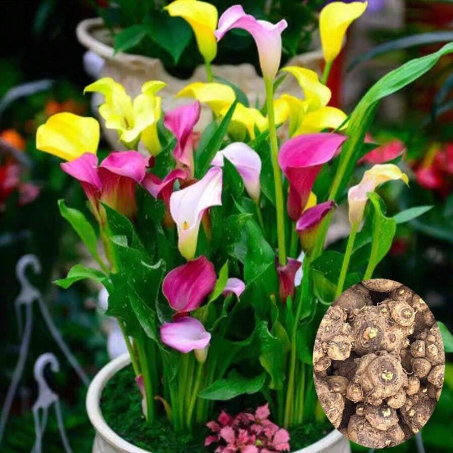 150 piezas de bulbos de lirio de cala coloridos importados, plantas en maceta, flores de interior que florecen en las cuatro estaciones, plantas de flores fáciles de cultivar, plantas perennes