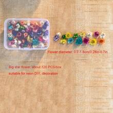 200pcs Mixed Colorful Small Dried Flowers Bulk/60PCS/120PCS Big Star Flowers For Resin Molds Project Casting Jewelry Candles Soap Making Nail Art Charms