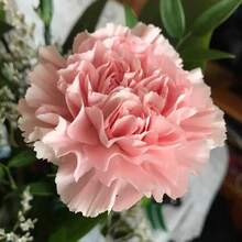 100seeds/Pack Carnation Seeds, Garden Decoration, Garden Creation, Colorful Garden - 100粒/包 - 查看 1