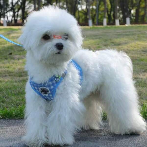 1 pezzo Set Pettorina e Guinzaglio per Gatti, Pettorina in Stile Scozzese e Guinzaglio Anti-Tiro, Adatto per Animali Domestici di Piccola Taglia, Cani e Gatti, Comprende Pettorina con Fascia per il Petto e Guinzaglio