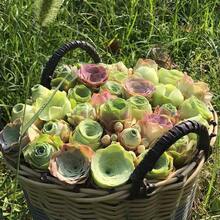 60pcs   Grenovian Hybrid  Mountain Roses Exotic Succulent Plants Sold Separately - 60pcs - View 2