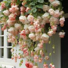 50/Pack Hanging Begonia , Planting Garden Decoration Outdoor Flowers, Plants, Fruit And Vegetable Planting, Suitable For Plant Lovers As A Gift From Nature