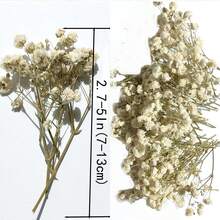 50/100 piezas de Flores de Aliento de Bebé Preservadas en Blanco de 2.7" a 5" de largo, adecuadas para bodas, decoración floral de mesa, manualidades, ramos de novia, decoración de tarjetas