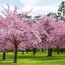 175 piezas de semillas de árbol de cerezo en flor japonés - 175 - Ver 4