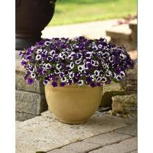 200 piezas de semillas de flores de glicina de onda púrpura, flor de jardín glicina - 200 - Ver 3