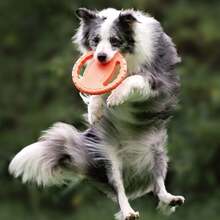 Personalized Pet Name Durable Dog Training Flying Disc: Ultimate Choice For Outdoor And Indoor Toys, Suitable For Throwing, Catching, Swimming And Training - Perfect For Chewing Dogs - Multicolor - View 8