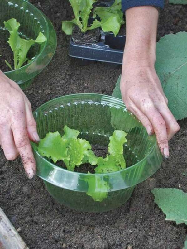 Thickened Vegetable Protective Cover, Snail Guard, Round And Square Pest Protection Cover, Agricultural Protection Green Transparent Plant Cover Vegetable Protective Cover Snail Neck Ring Circular Thickened Commercial Nursery Protective Cover Beautiful Agricultural Protection Green Transparent