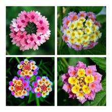 100 Pieces Outsidepride Annual Verbena Compactas - Vibrant Ground Cover For Gardens & Landscapes - 100個 - 查看 3