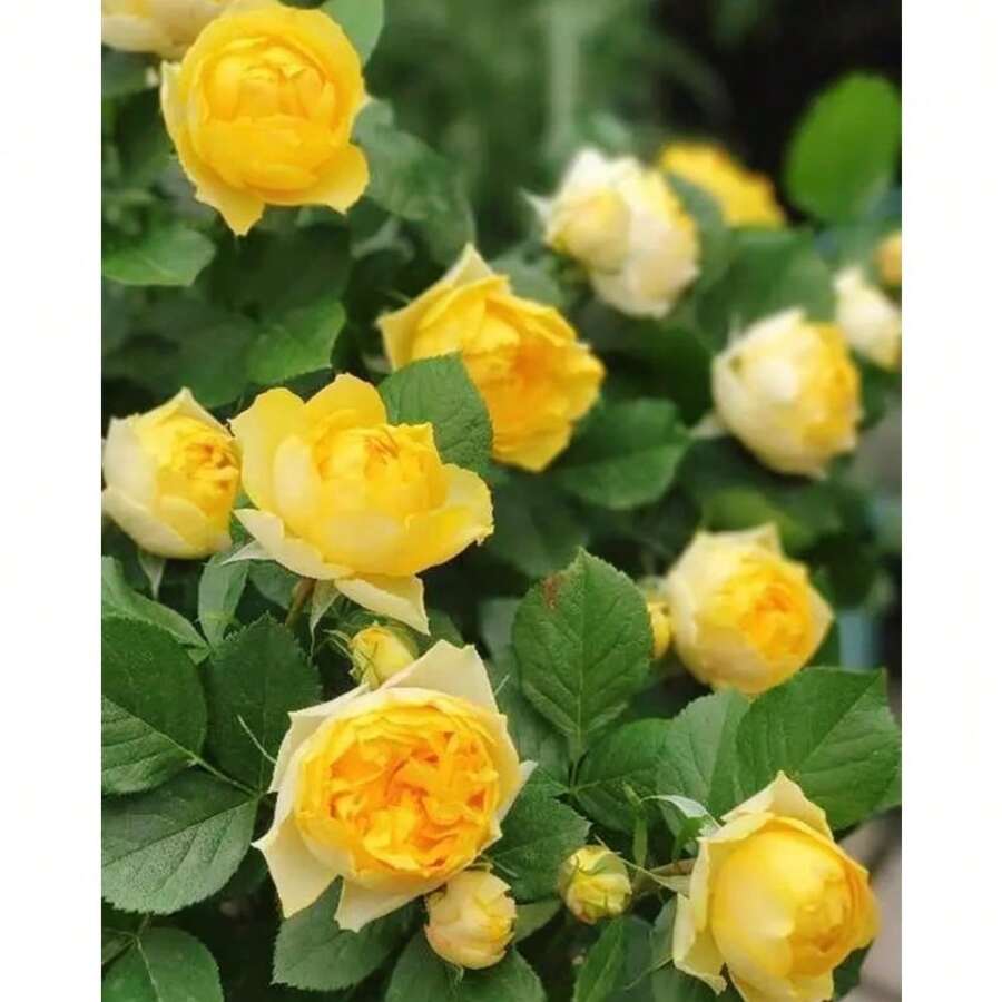 100pcs Yellow Roses, Rose Seedlings, Potted Shrubs, Roses, Extra Large Flowers, Year-Round Roses, Strong Balcony, Garden