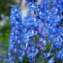 Suministro de Jardín de Semillas - 100 Semillas de Violeta y Pájaro Azul Perenne, Adecuadas para Plantar - 100 semillas - Ver 3