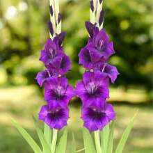 100seeds/Pack  Seeds Orchid Seeds, Garden Decoration, Garden Ornamental Seeds, Colorful Garden