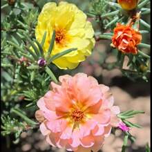 100 Pieces Of Plant Flowers, Grass Flowers, Suitable For Outdoor Planting, Attract Insects, Easy To Grow. - 100個 - 查看 3