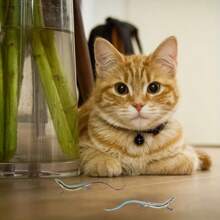 1pc Realistic Lizard Shaped Cat Toy, Durable Plastic Reptile Pet Toy For Interactive Play And Exercise For Cats 6 Months And Up, Battery-Free Indoor Cat Toy