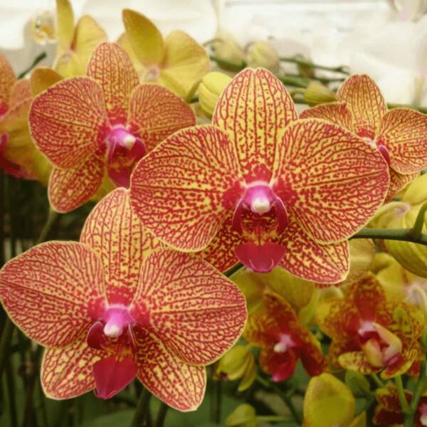 50 pièces d'orchidées, fleurs vivaces d'extérieur, plantes couvre-sol vivaces, plantes de gazon rampant, plantes d'intérieur et d'extérieur, fleurs à planter, jardinage et horticulture, livraison locale