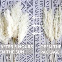 10/15 Pieces Of Artificial White Pampas Grass - Artificial Pampas In Vases That Do Not Fall Off - Versatile Featherless Decoration For Christmas, Thanksgiving, New Year, Valentine's Day, Mother's Day - Perfect For Weddings, Holiday Decorations - White - View 5