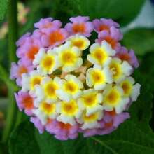 100 Pieces Outsidepride Annual Verbena Compactas - Vibrant Ground Cover For Gardens & Landscapes - 100個 - 查看 4