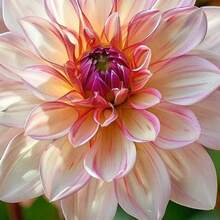 Flower Seeds - 100 Pcs - View 2