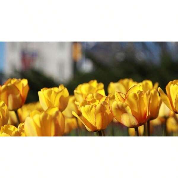 100 pièces de bulbes de tulipe d'hortensia jaune, culture vivace au sol, fleurs hydroponiques, pour la culture intérieure et extérieure, bulbes à l'odeur de gingembre