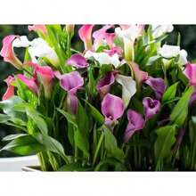 150 piezas de bulbos de lirio de cala coloridos importados, plantas en maceta, flores de interior que florecen en las cuatro estaciones, plantas de flores fáciles de cultivar, plantas perennes